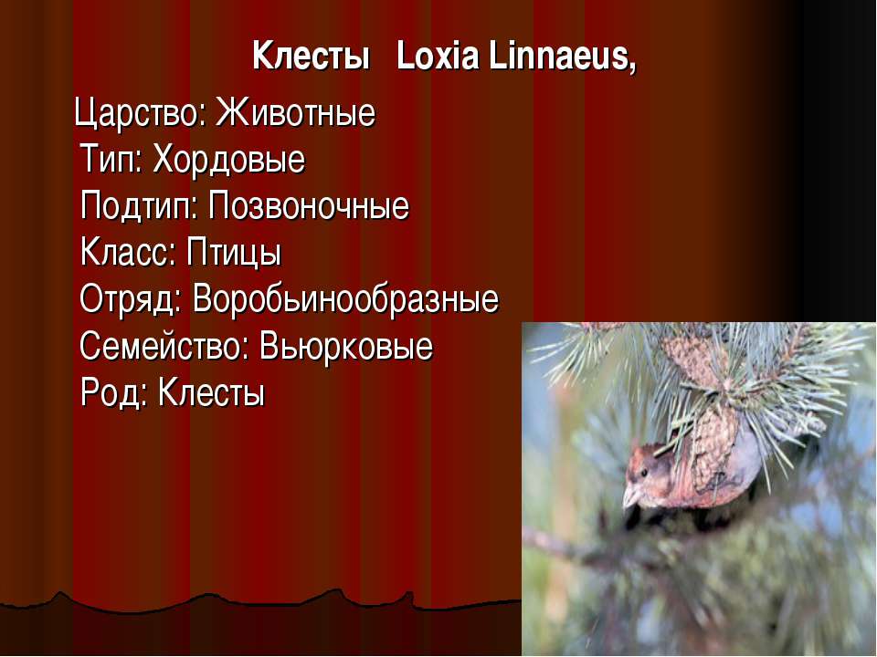 Клесты Loxia Linnaeus - Скачать школьные презентации PowerPoint бесплатно | Портал бесплатных презентаций school-present.com