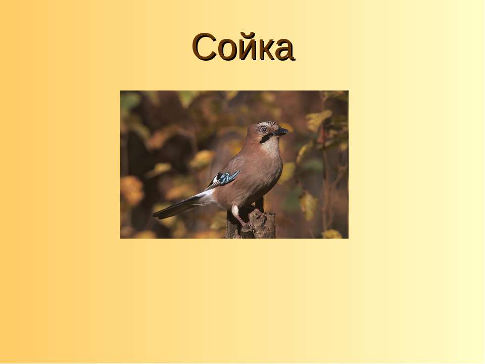 Сойка - Скачать школьные презентации PowerPoint бесплатно | Портал бесплатных презентаций school-present.com