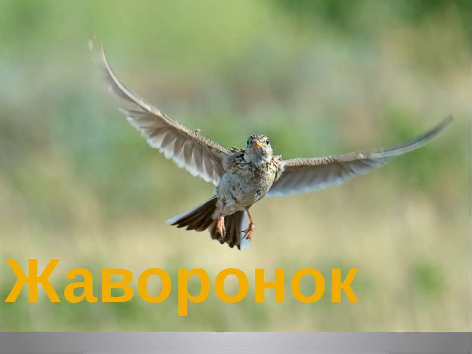 Жаворонок - Скачать школьные презентации PowerPoint бесплатно | Портал бесплатных презентаций school-present.com