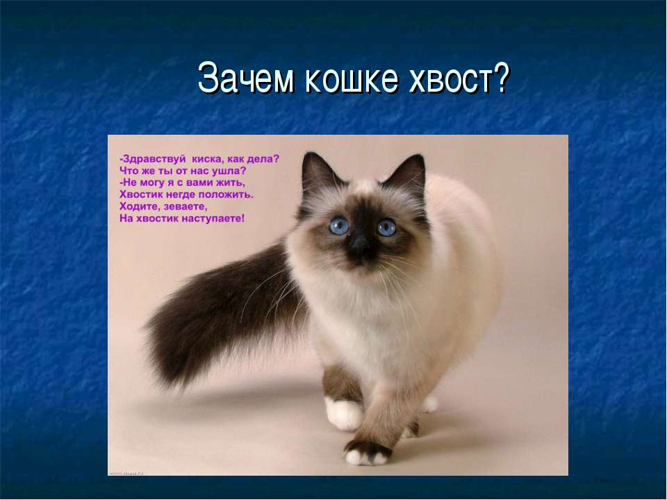 Роль хвоста для животных - Скачать школьные презентации PowerPoint бесплатно | Портал бесплатных презентаций school-present.com