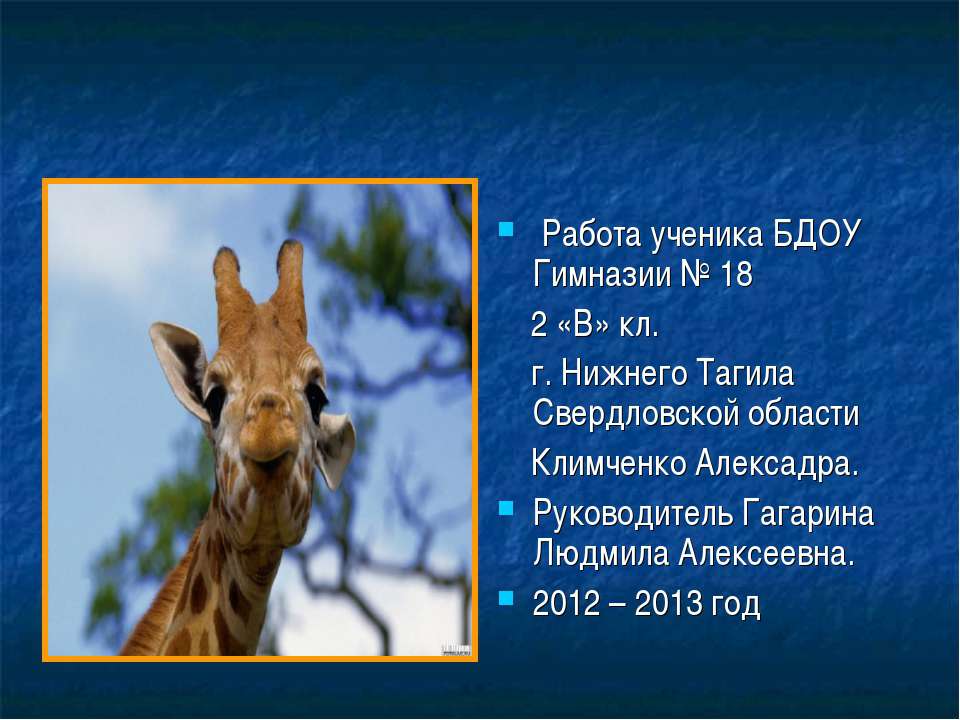 Что то очень - очень нтересное про жирафов - Скачать школьные презентации PowerPoint бесплатно | Портал бесплатных презентаций school-present.com