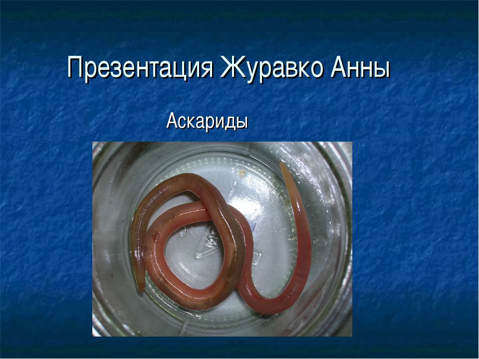 Аскариды - Скачать школьные презентации PowerPoint бесплатно | Портал бесплатных презентаций school-present.com