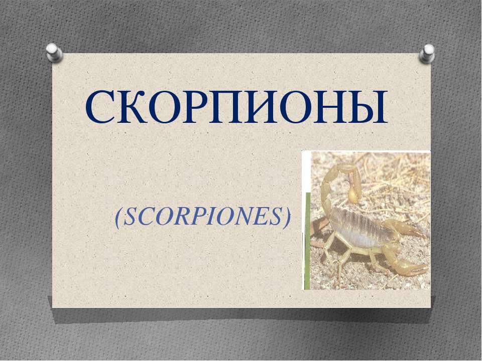 Скорпионы - Скачать школьные презентации PowerPoint бесплатно | Портал бесплатных презентаций school-present.com