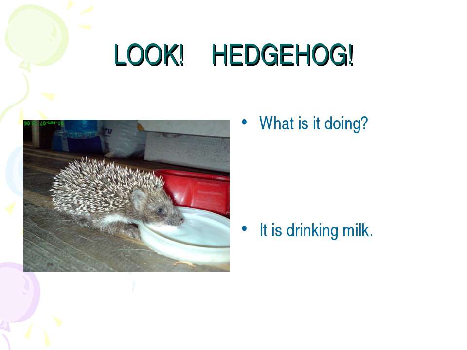 Look! Hedgehog! - Скачать школьные презентации PowerPoint бесплатно | Портал бесплатных презентаций school-present.com