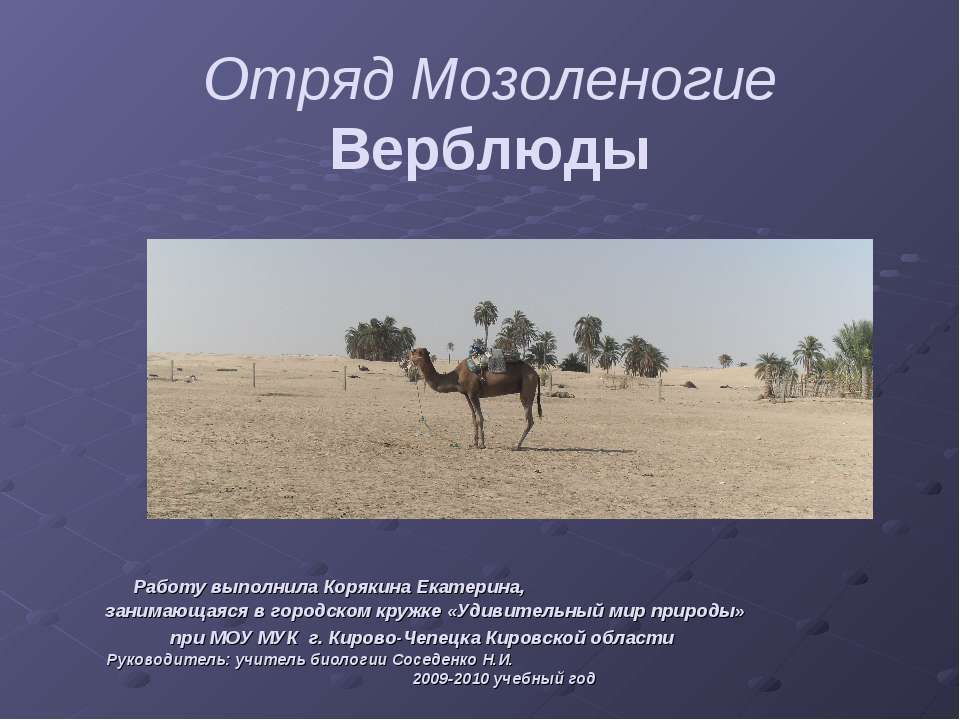 Отряд Мозоленогие. Верблюды - Скачать школьные презентации PowerPoint бесплатно | Портал бесплатных презентаций school-present.com