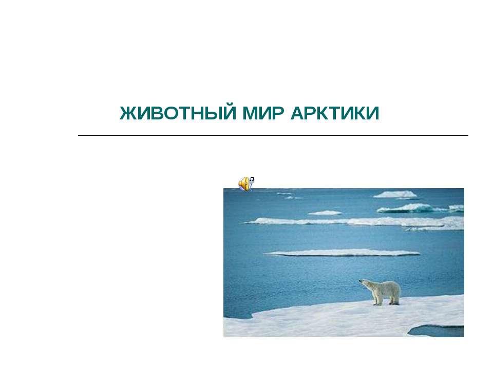 Животный мир Арктики - Скачать школьные презентации PowerPoint бесплатно | Портал бесплатных презентаций school-present.com