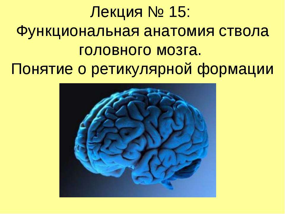 Функциональная анатомия ствола головного мозга. Понятие о ретикулярной формации