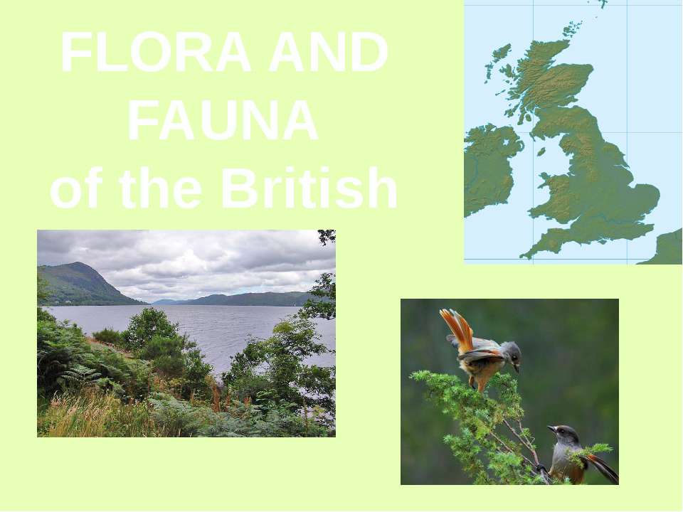 Flora and fauna of the British Isles - Скачать школьные презентации PowerPoint бесплатно | Портал бесплатных презентаций school-present.com