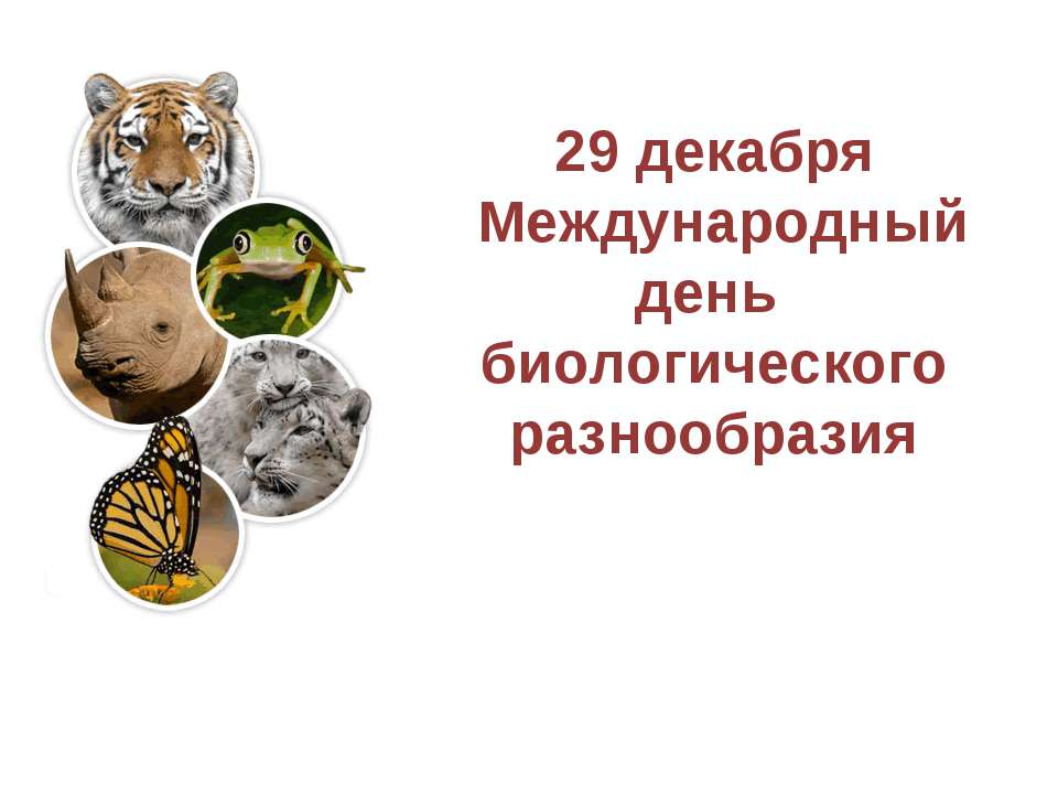 29 декабря - Международный день биологического разнообразия - Скачать школьные презентации PowerPoint бесплатно | Портал бесплатных презентаций school-present.com