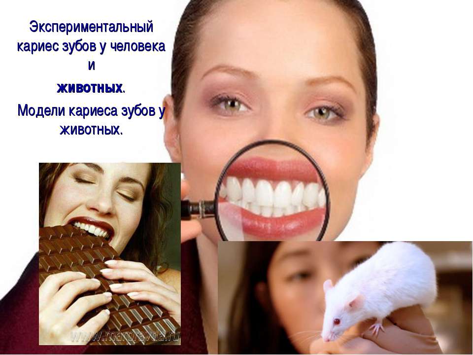 Экспериментальный кариес зубов у человека и животных. Модели кариеса зубов у животных