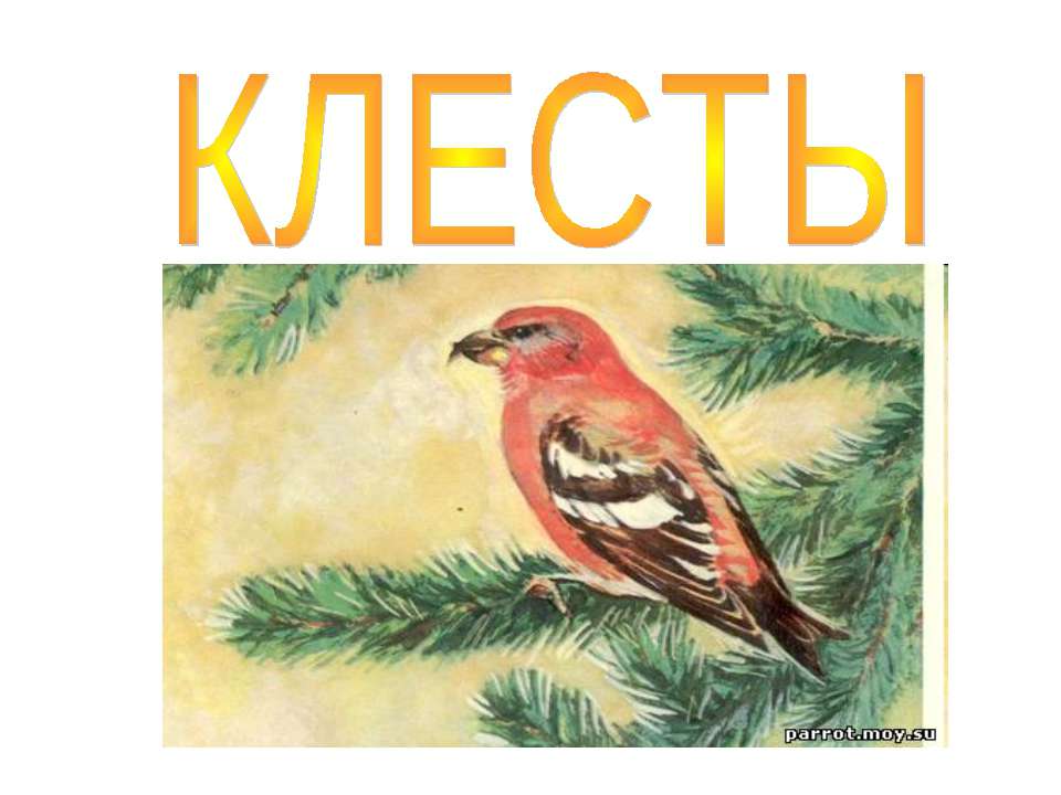 Клесты - Скачать школьные презентации PowerPoint бесплатно | Портал бесплатных презентаций school-present.com