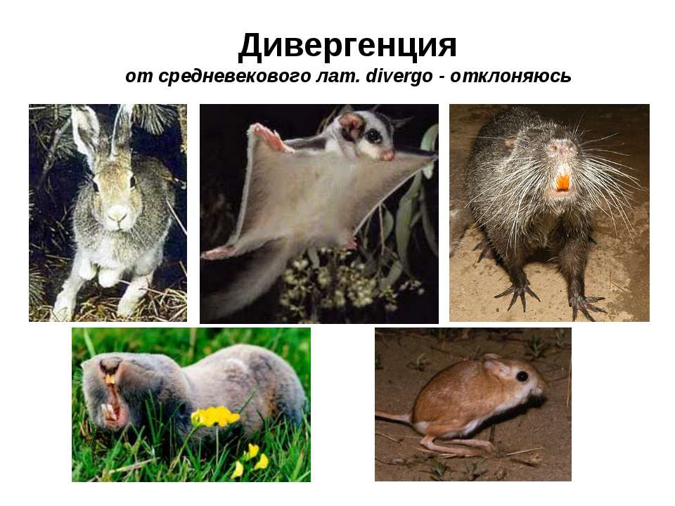 Дивергенция - Скачать школьные презентации PowerPoint бесплатно | Портал бесплатных презентаций school-present.com