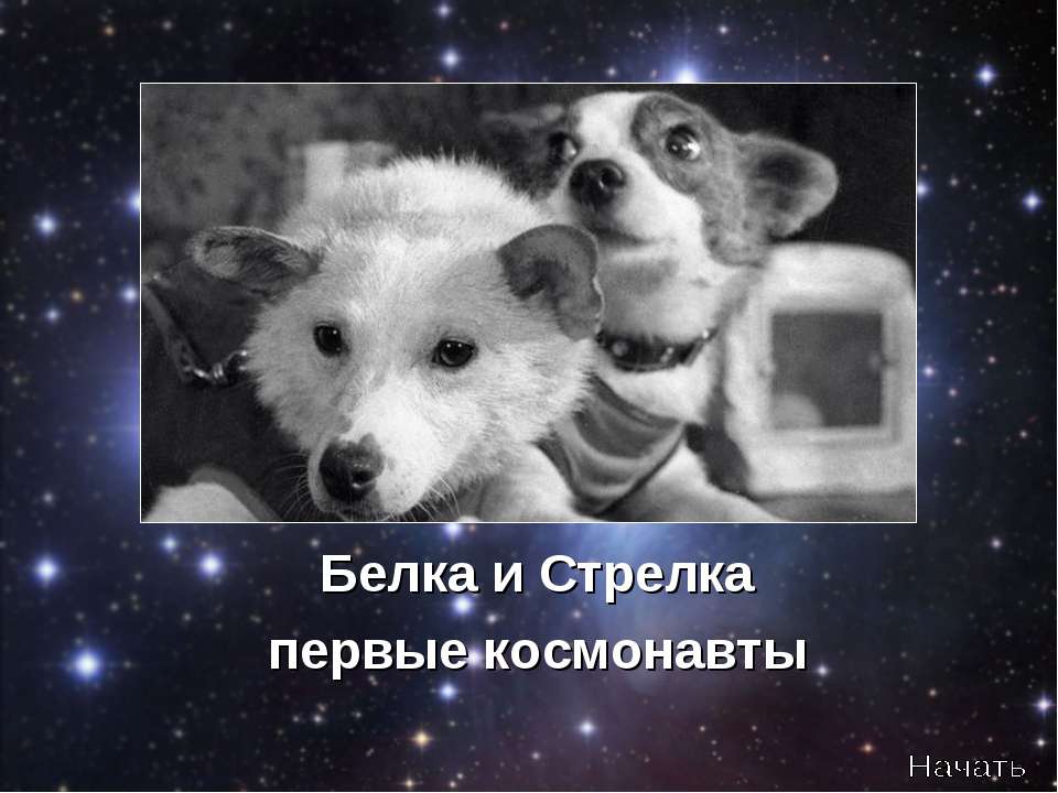 Белка и Стрелка первые космонавты
