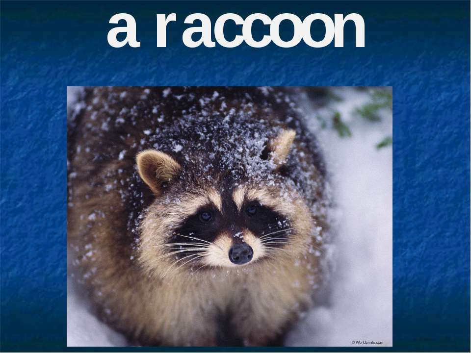 A raccoon