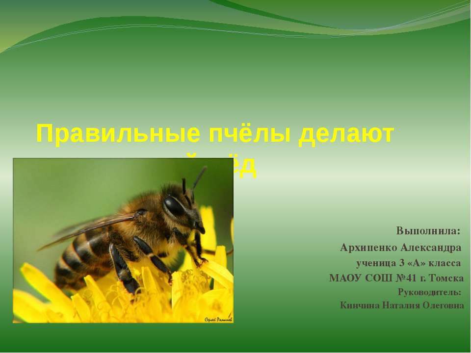 правильные пчёлы делают правильный мёд - Скачать презентации PowerPoint бесплатно | Портал бесплатных презентаций school-present.com