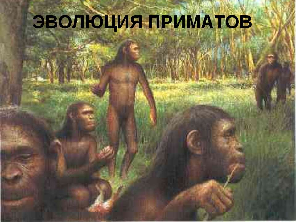 Эволюция приматов 11 класс