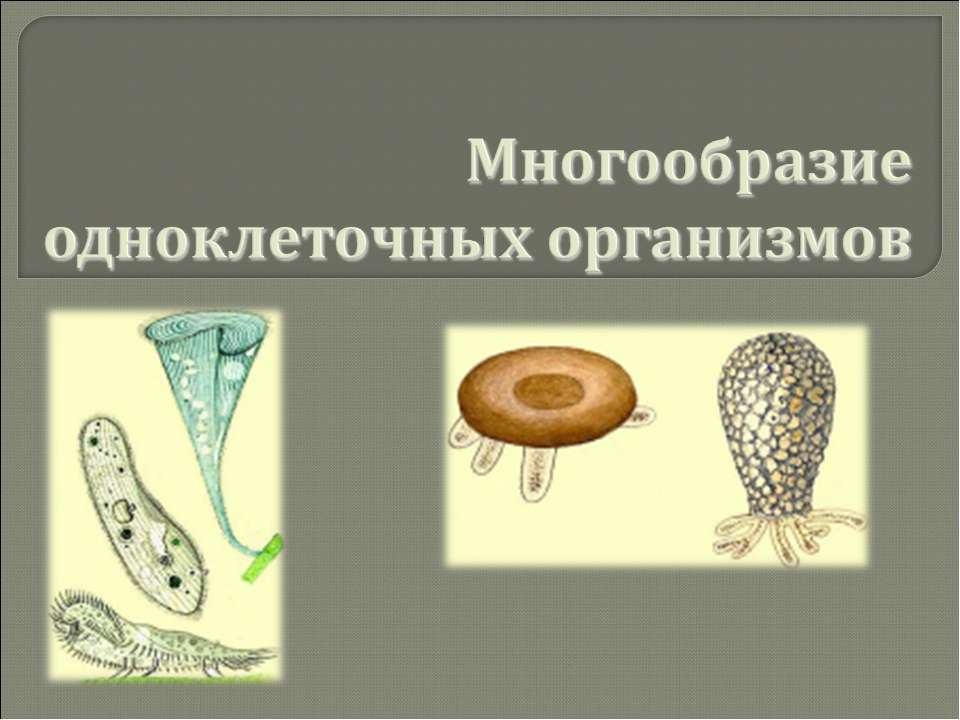 Многообразие одноклеточных организмов