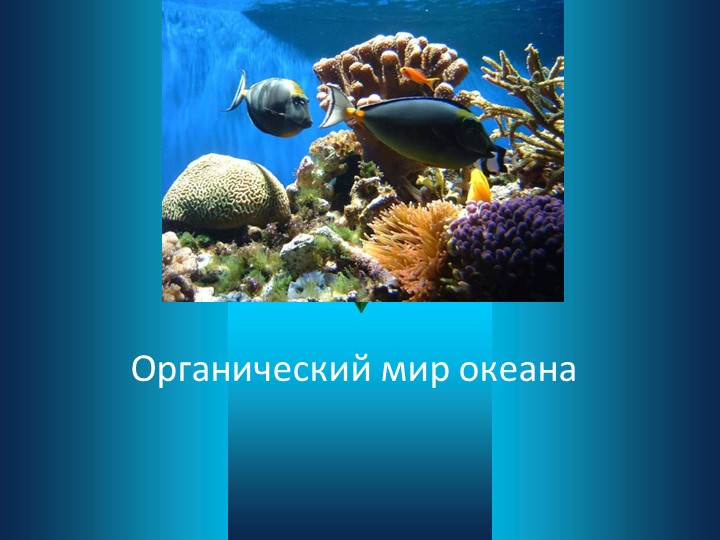 Презентация по географии на тему "Органический мир океана". - Скачать школьные презентации PowerPoint бесплатно | Портал бесплатных презентаций school-present.com