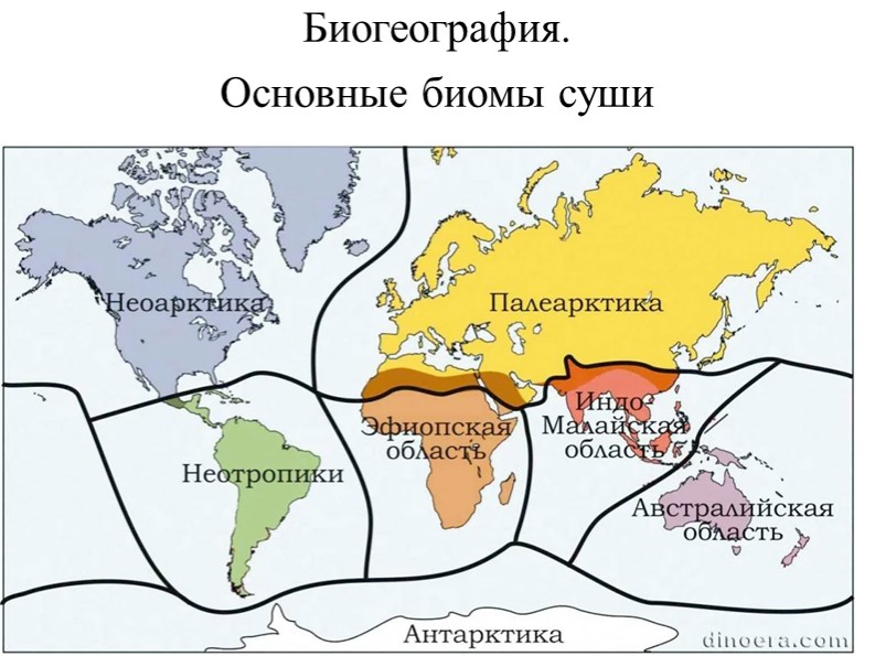 Презентация по биологии на тему "Неотропическая область. Основные биомы суши" - Скачать школьные презентации PowerPoint бесплатно | Портал бесплатных презентаций school-present.com