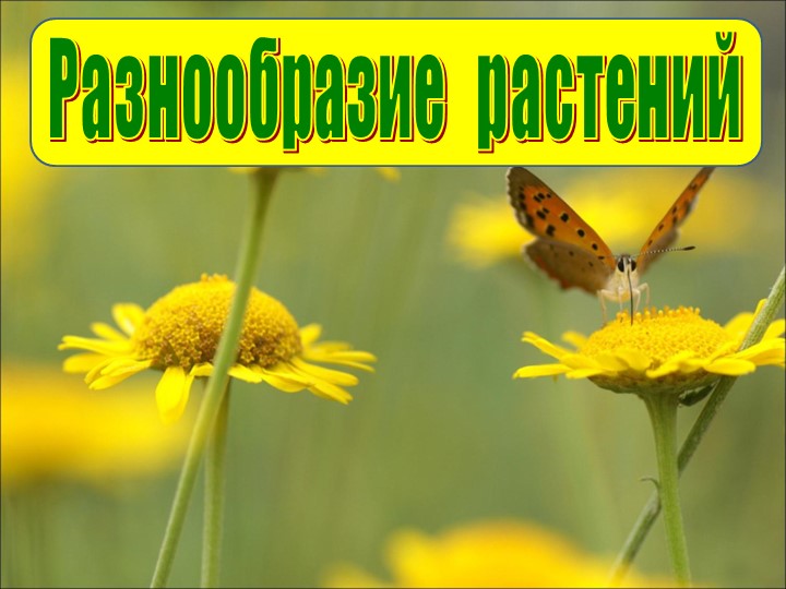 Презентация на тему "Разнообразие растений" - Скачать школьные презентации PowerPoint бесплатно | Портал бесплатных презентаций school-present.com