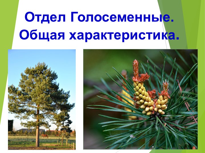 Презентация по биологии на тему: "Отдел Голосеменные. Общая характеристика" - Скачать школьные презентации PowerPoint бесплатно | Портал бесплатных презентаций school-present.com