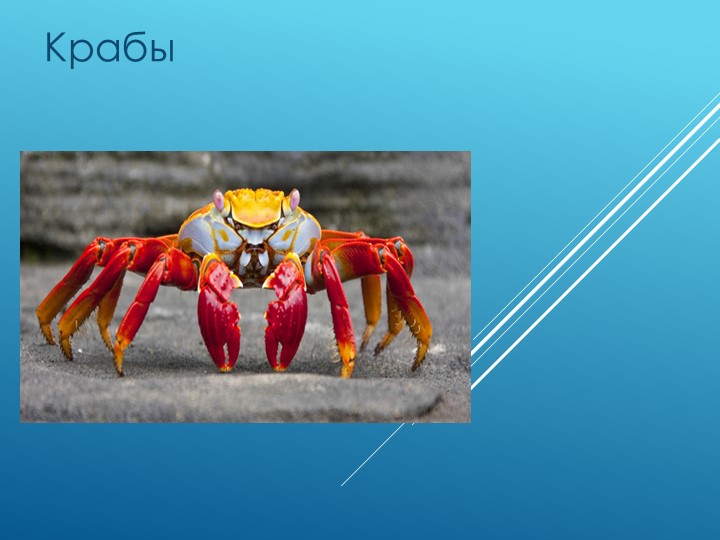 Презентация по биологии 7 класс "Краб"" - Скачать школьные презентации PowerPoint бесплатно | Портал бесплатных презентаций school-present.com