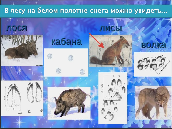 Притяжательные прилагательные с суффиксами -ов-, -ев-, -ин-, ын - Скачать школьные презентации PowerPoint бесплатно | Портал бесплатных презентаций school-present.com