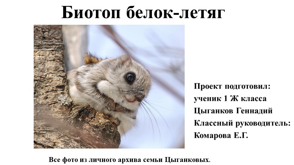 Исследовательская работа Биотоп белок-летяг - Скачать школьные презентации PowerPoint бесплатно | Портал бесплатных презентаций school-present.com