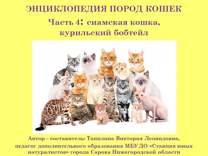 Презентация "Энциклопедия пород кошек. Часть 4: сиамская кошка, курильский бобтейл (3 класс) - Скачать школьные презентации PowerPoint бесплатно | Портал бесплатных презентаций school-present.com