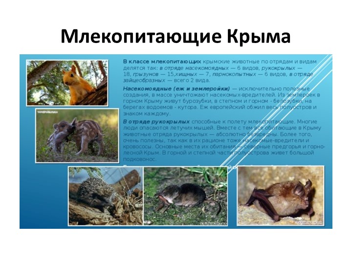 Презентация по внеурочной деятельности "Крымоведение" "Млекопитающие Крыма" - Скачать школьные презентации PowerPoint бесплатно | Портал бесплатных презентаций school-present.com