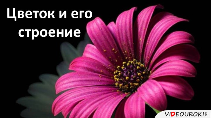 Урок презентация "Строение цветка" - Скачать школьные презентации PowerPoint бесплатно | Портал бесплатных презентаций school-present.com