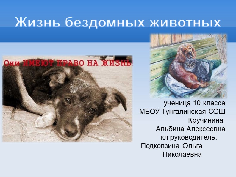 Презентация "Жизнь бездомных животных" - Скачать школьные презентации PowerPoint бесплатно | Портал бесплатных презентаций school-present.com