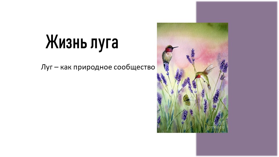 Презентация по окружающему миру на тему "Жизнь луга" - Скачать школьные презентации PowerPoint бесплатно | Портал бесплатных презентаций school-present.com