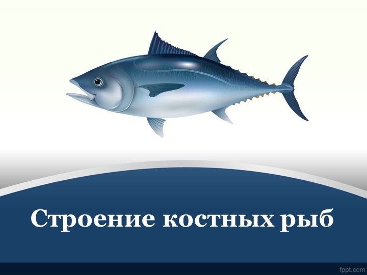 Презентация "Строение рыб" (7 класс) - Скачать школьные презентации PowerPoint бесплатно | Портал бесплатных презентаций school-present.com