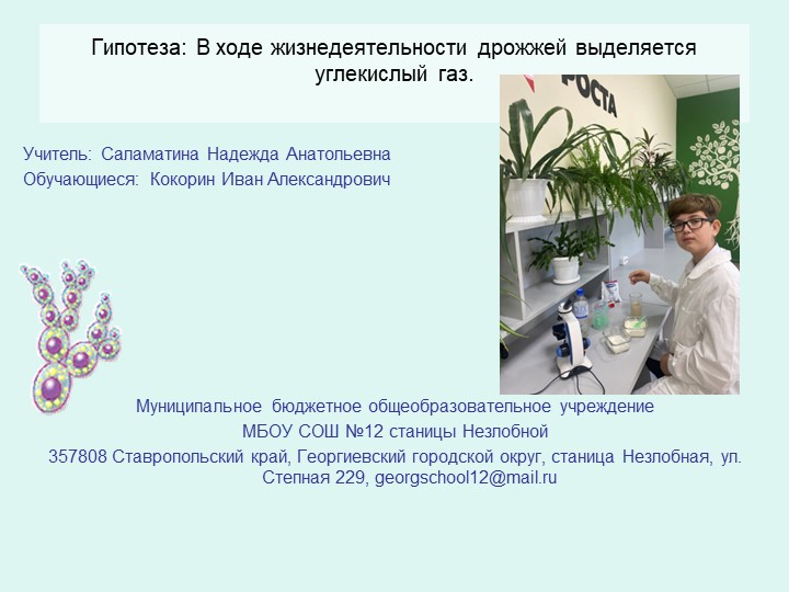 Презентация " Жизнедеятельность дрожжей" - Скачать школьные презентации PowerPoint бесплатно | Портал бесплатных презентаций school-present.com