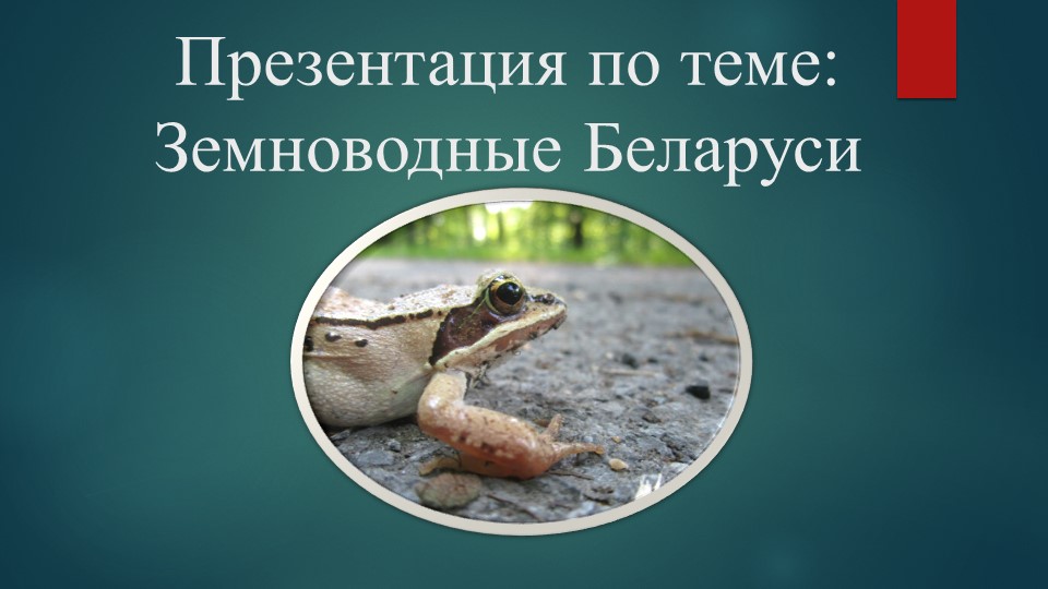 Презентация по теме: Земноводные Беларуси - Скачать школьные презентации PowerPoint бесплатно | Портал бесплатных презентаций school-present.com