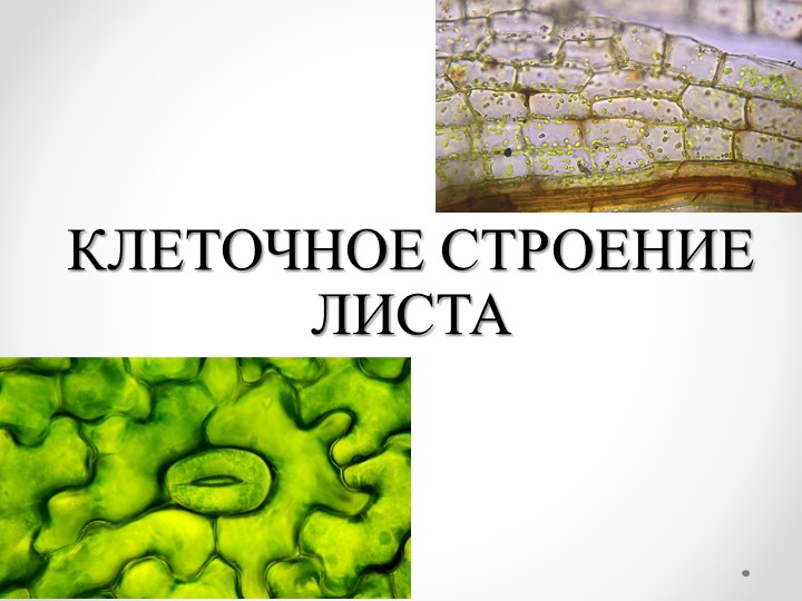 Презентация на тему: "Клеточное строение листа" (6 класс) - Скачать школьные презентации PowerPoint бесплатно | Портал бесплатных презентаций school-present.com