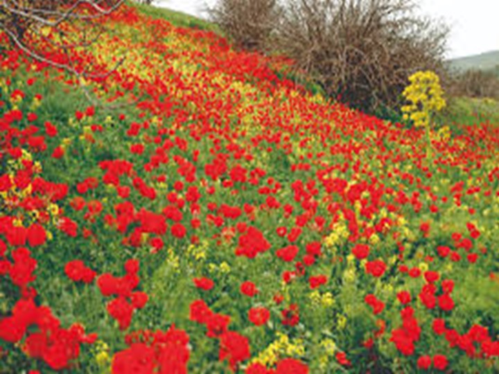 Презентация на тему ":Весна" - Скачать школьные презентации PowerPoint бесплатно | Портал бесплатных презентаций school-present.com