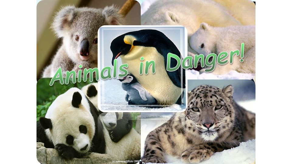 Презентация "Animals in danger" - Скачать школьные презентации PowerPoint бесплатно | Портал бесплатных презентаций school-present.com
