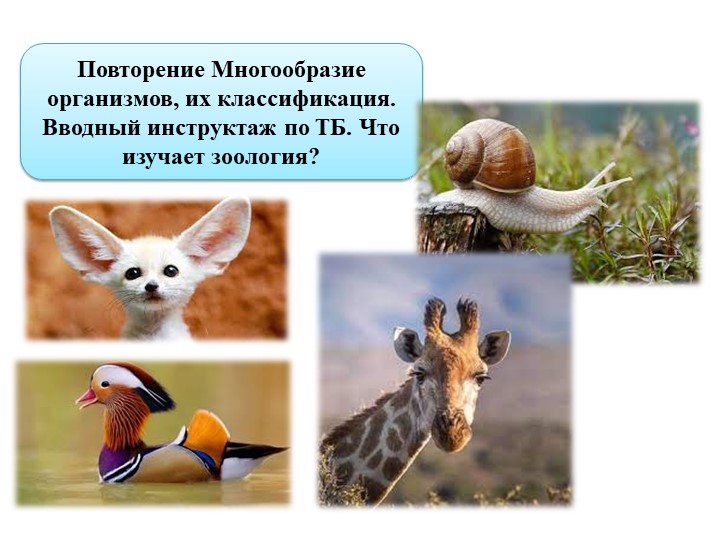 Презентация по биологии "Повторение Многообразие организмов, их классификация. Вводный инструктаж по ТБ. Что изучает зоология? " - Скачать школьные презентации PowerPoint бесплатно | Портал бесплатных презентаций school-present.com