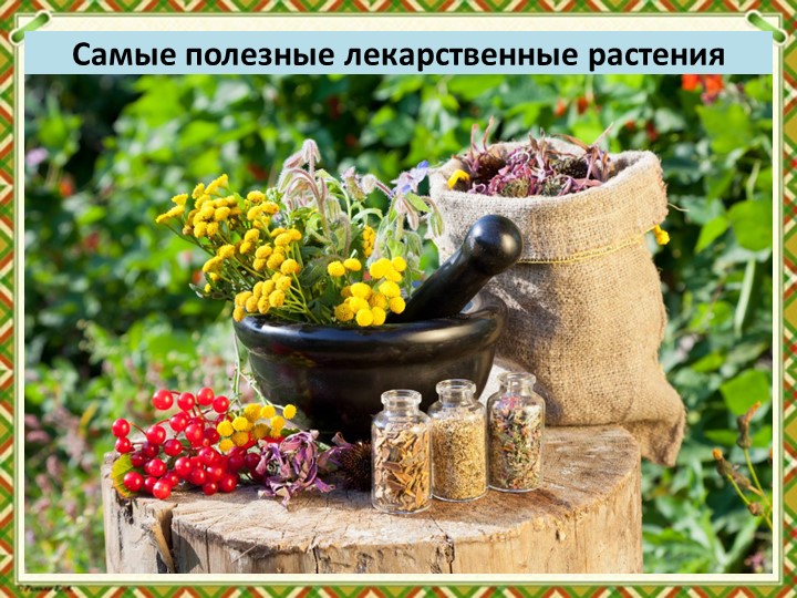 Презентация по биологии "Лекарственные травы" (5-7 классы) - Скачать школьные презентации PowerPoint бесплатно | Портал бесплатных презентаций school-present.com