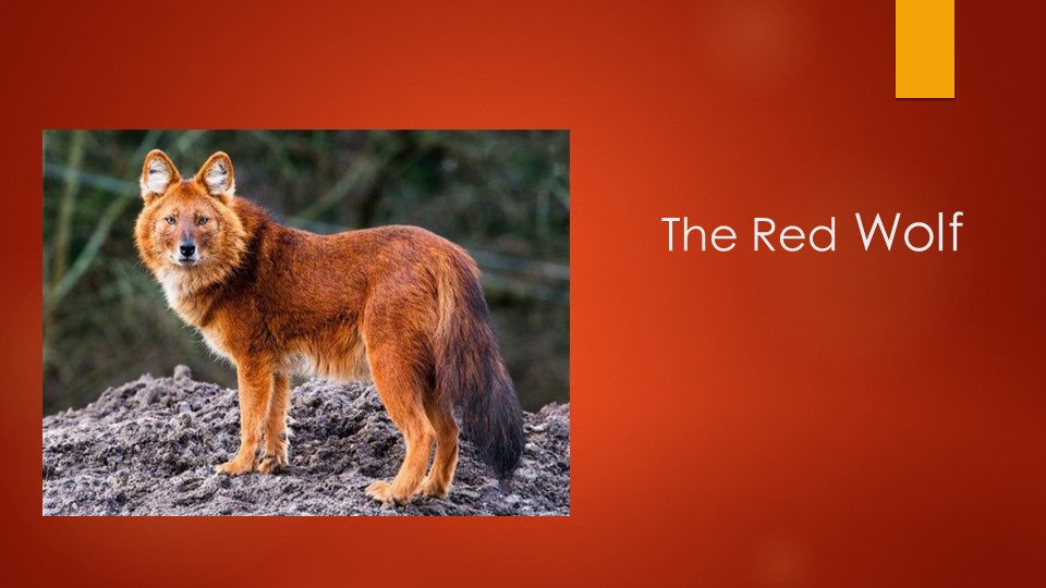 Презентация "The Red Wolf" - Скачать школьные презентации PowerPoint бесплатно | Портал бесплатных презентаций school-present.com
