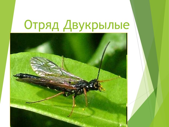 Прямокрылые. Презентация 7 класс - Скачать школьные презентации PowerPoint бесплатно | Портал бесплатных презентаций school-present.com