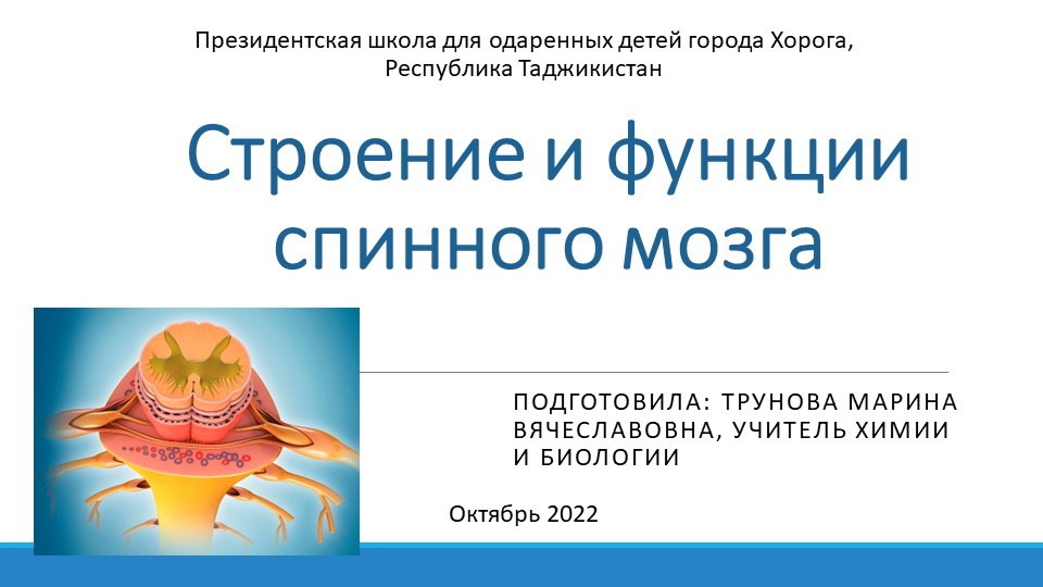 Презентация по биологии на тему "Строение и функции спинного мозга" (9 класс) - Скачать школьные презентации PowerPoint бесплатно | Портал бесплатных презентаций school-present.com
