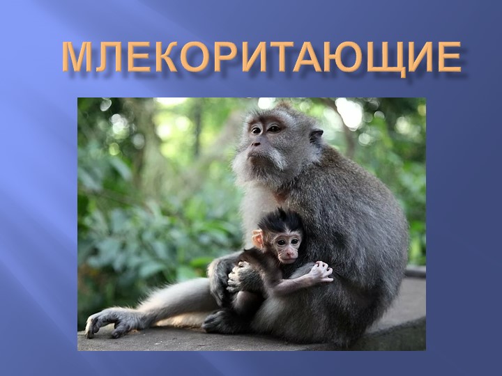 Презентация по биологии на тему "Млекопитающие" - Скачать школьные презентации PowerPoint бесплатно | Портал бесплатных презентаций school-present.com