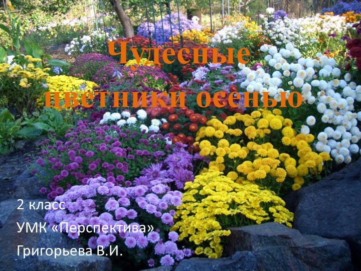 Презентация "Чудесные цветники осенью" - Скачать школьные презентации PowerPoint бесплатно | Портал бесплатных презентаций school-present.com