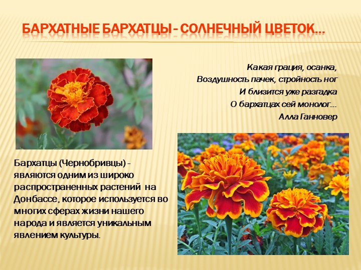 Презентация "Бархатные бархатцы - солнечный цветок…" - Скачать школьные презентации PowerPoint бесплатно | Портал бесплатных презентаций school-present.com