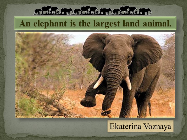 Презентация по английскому языку по теме"Слоны" - Скачать школьные презентации PowerPoint бесплатно | Портал бесплатных презентаций school-present.com