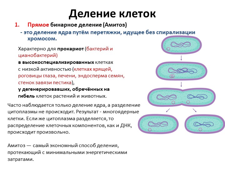 Презентация для 11 класса"Деление клеток" - Скачать школьные презентации PowerPoint бесплатно | Портал бесплатных презентаций school-present.com