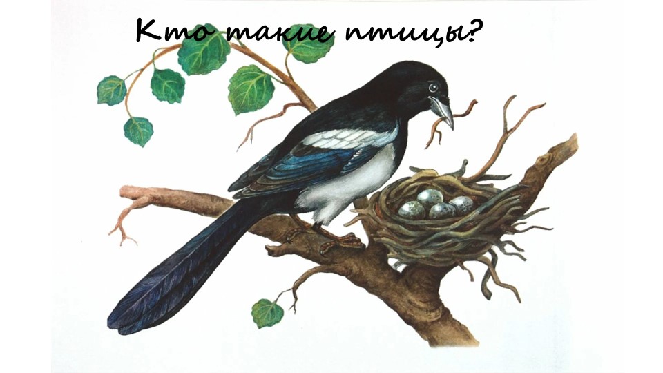 Кто такие птицы 1 кл - Скачать школьные презентации PowerPoint бесплатно | Портал бесплатных презентаций school-present.com